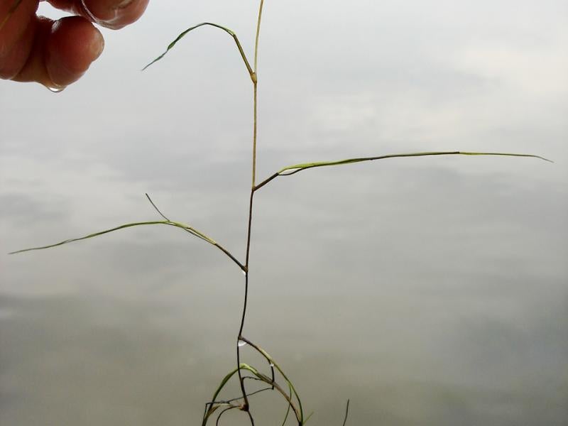 Widgeon Grass Outdoor Alabama